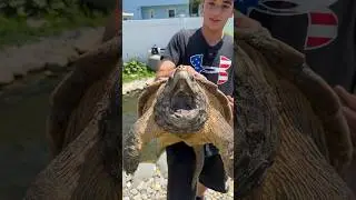 Alligator Snapping Turtle! 