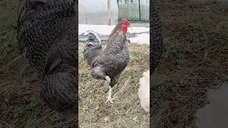 Чудеса акробатики