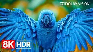 Unbelievable 8K HDR Dolby Vision Colors | 8K Video Ultra HD (60fps)