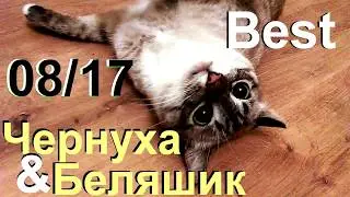 Кошки Чернуха и Беляшик - лучшее (Август17)