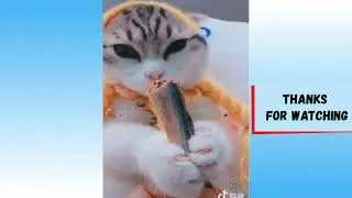 Сборник видео с милыми смешными кошками и забавными собаками 2022