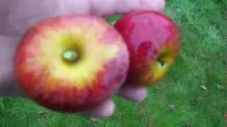 Kidd's Orange Red a recommended quality dessert apple
