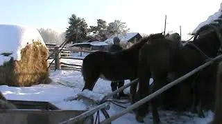 первый раз в привязи с конями