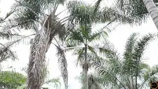The deepest Secrets of why Golden  Palm  Breeze Hotel   kenol is loved..💥💥💥💯💯💯