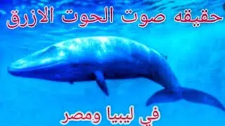 حقيقة صوت الحوت الأزرق فى البحر المتوسط - والوطن العربى | هل هى نهاية العالم!