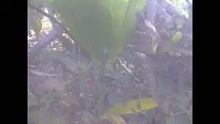 Kebun Kelapaku
