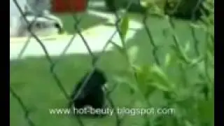 Собака трахает гуся