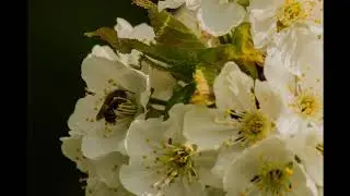 Frühlingsbilder