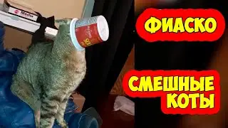 Видео смешных котов   Фиаско неуклюжих котов