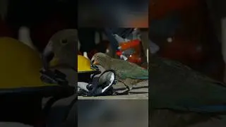 Хищный попугай который охотится на овец