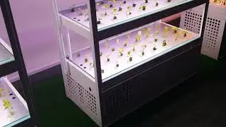 Indoor Hydroponics Daily Visual Inspection (Part 2)