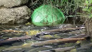 2Boys Fishing By Basket-Net - Basket Mix with Net will be a Modern Fishing Instrument