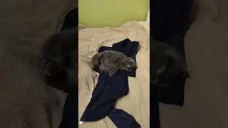 кошка спит