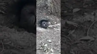 Кушай хороший бельчонок Черныш