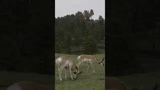Proghorn Eating #wildlife #wildlifephotoghraphy #wildlifephotograph #proghorn #antelope