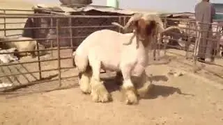 فحل مراح شبيب الرشيدي
