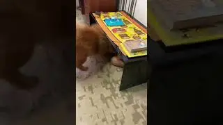 Персей залазит в будку
