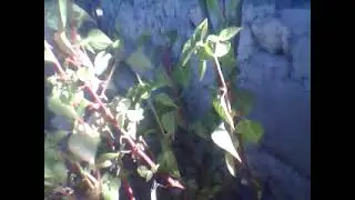 Strawberry Halibauerenes