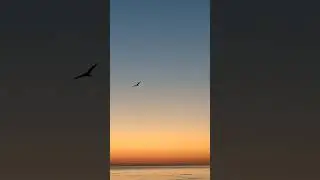 Gündoğumunda uçan Albatros #sunset #birds