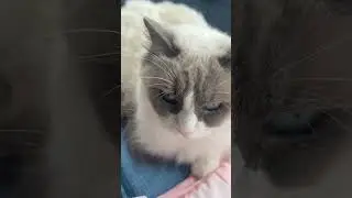 BLUE EYE CAT #cat #pets #shortvideo