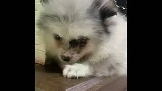 Шпицулик