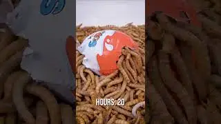 This Kinder Egg is banned in the US