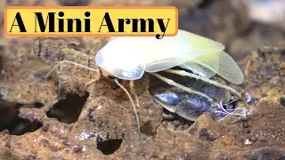 Moving 2000 Roaches
