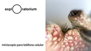Miniscopio para teléfono celular - Bocadillos científicos