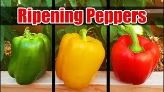 3 Ways To Ripen Peppers Faster - Garden Quickie Episode 15