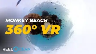 Monkey Beach 360° VR Experience Beneath the Waves in Thailand