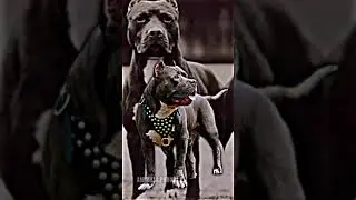 Нашли свою породу?