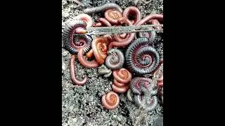 Millipede colony 😊 #subscribe #nature #milipede