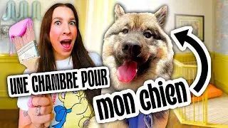 I'M BUILDING A ROOM FOR MY DOG! *she deserves her dream room too*