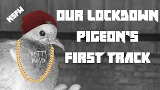 Pigeon Boy