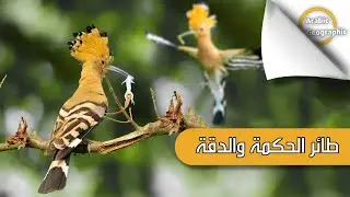 الهدهد طائر الحكمة والدقة