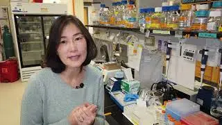 Researchers identify compound with potent antiseizure effects