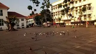 Merpati liar di kota tua jakarta