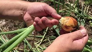 2020.08.02 Vegetable Garden Update, Tomatoes Turn Red, The Onion Harvest Begins