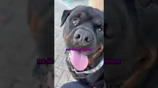 The dog broke the rules but was caught by the owner 😂