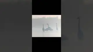Misty Egrets