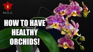 10 Things that keep your Orchids healthy! - Orchid Care for Beginners