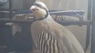 кабк шикори бародарам нав