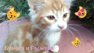 Рассказываю про жизнь - котёнка Рыжули! (Pets)#3