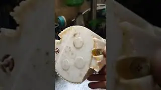 Опель Мерива замена бензонасоса.