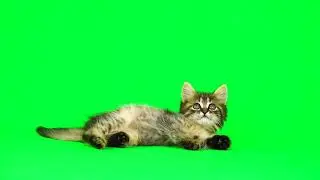 Cat green screen animation background 