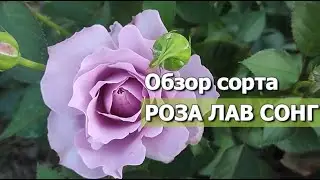 РОЗА ЛАВ СОНГ | Обзор сорта: Роза Лав сонг (Love song)