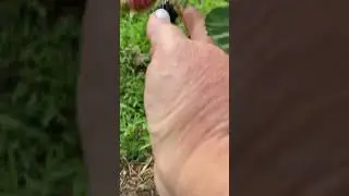 Ежевика Блэк джем. Взвешиваю ягодку.
