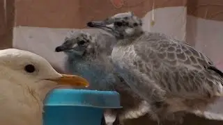 Малыши чайки много едят и быстро растут