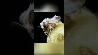Мотылек, который больше не взлетит...