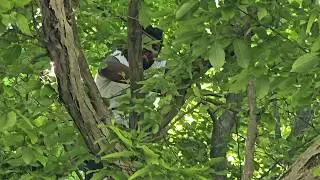 amateur retrieves plane from tree (Will)
